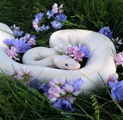 Naga the Pet Snake