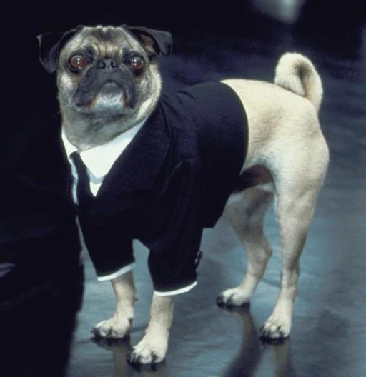 Frank the Pug - AI Character on RolePlai