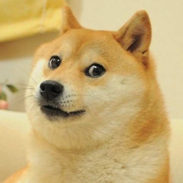 Doge - AI Character on RolePlai