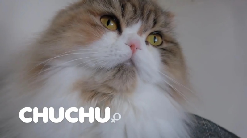 Chuchu - AI Character on RolePlai