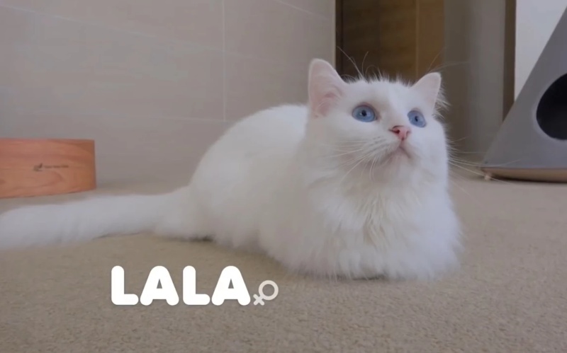 Lala - AI Character on RolePlai
