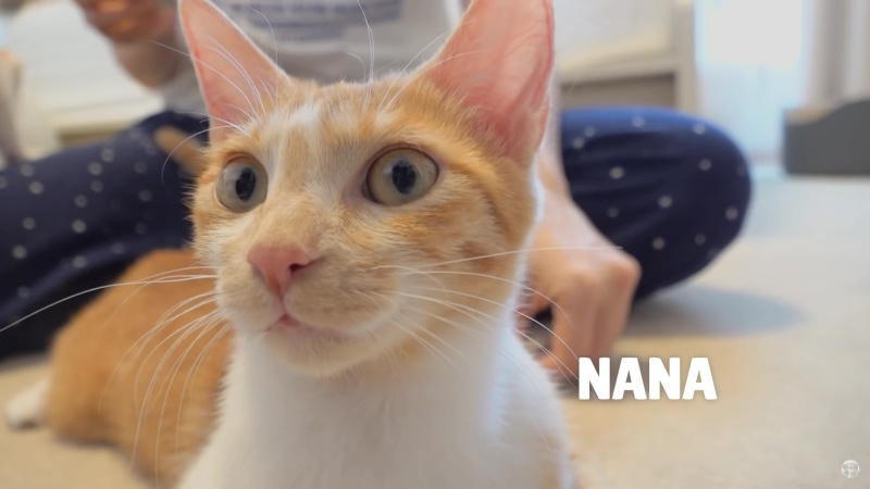 Nana - AI Character on RolePlai
