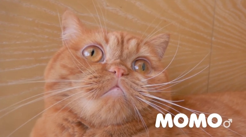 Momo - AI Character on RolePlai