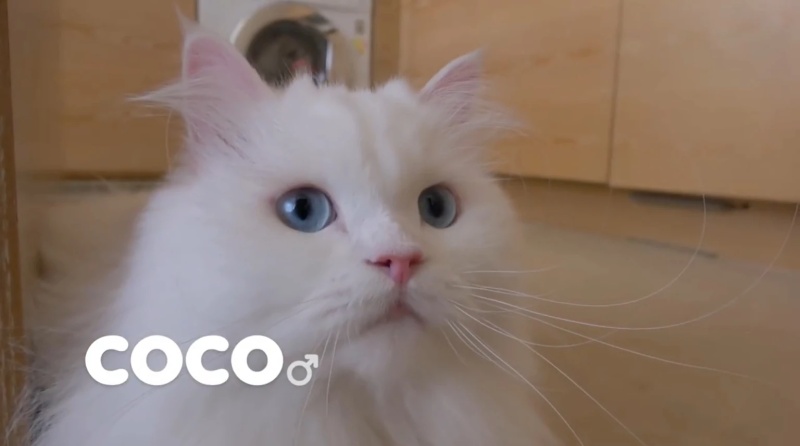 Coco - AI Character on RolePlai