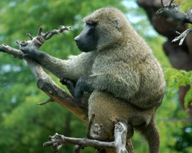 Olive Baboon - AI Character on RolePlai