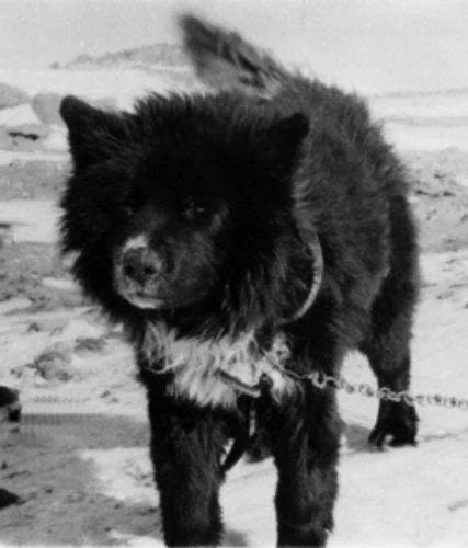 Sakhalin Husky - AI Character on RolePlai