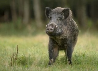 Wild Boar - AI Character on RolePlai