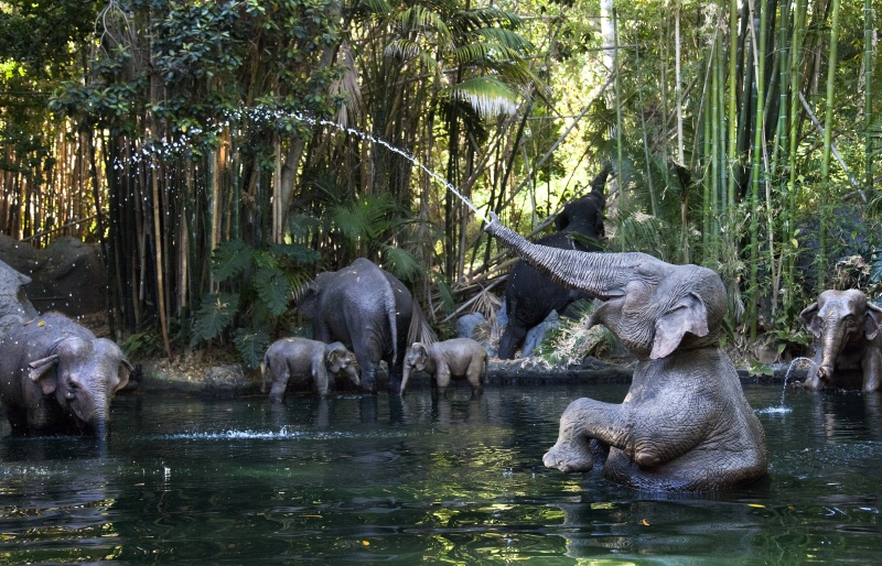 Indian elephants - AI Character on RolePlai