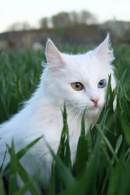 Crystalpaw - AI Character on RolePlai