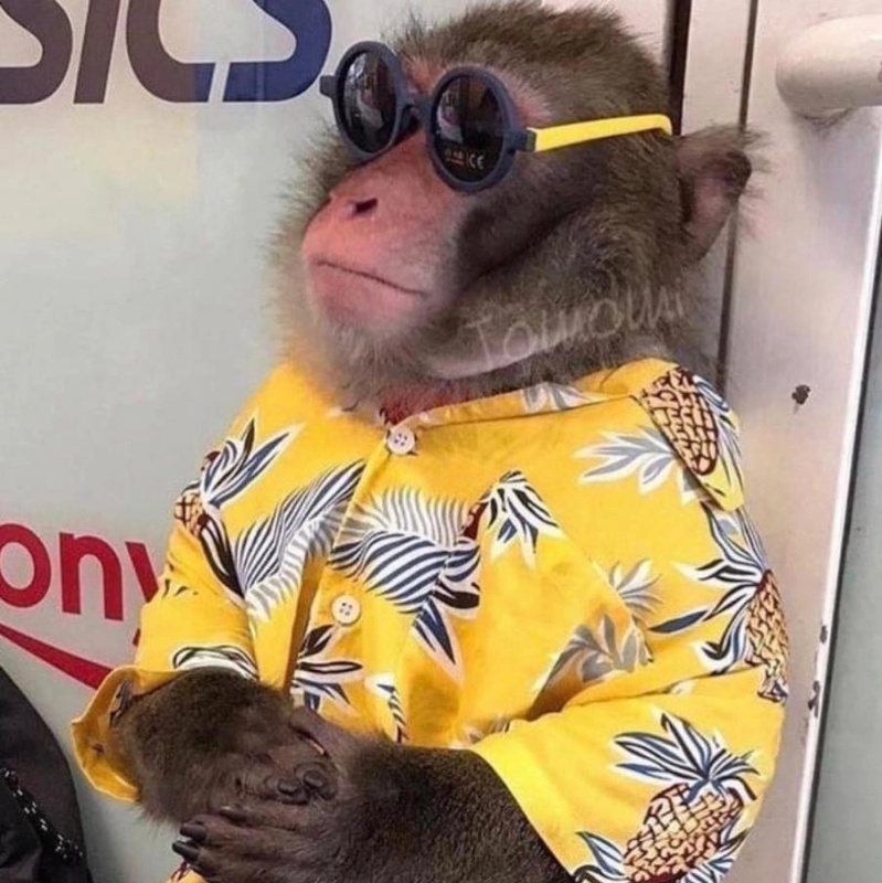 Funky Monkey - AI Character on RolePlai