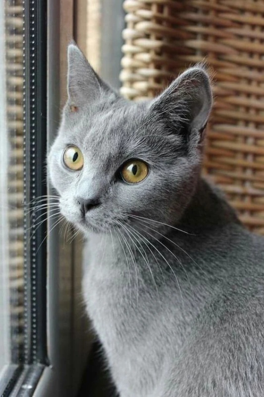 Starclan Residents - AI Character on RolePlai