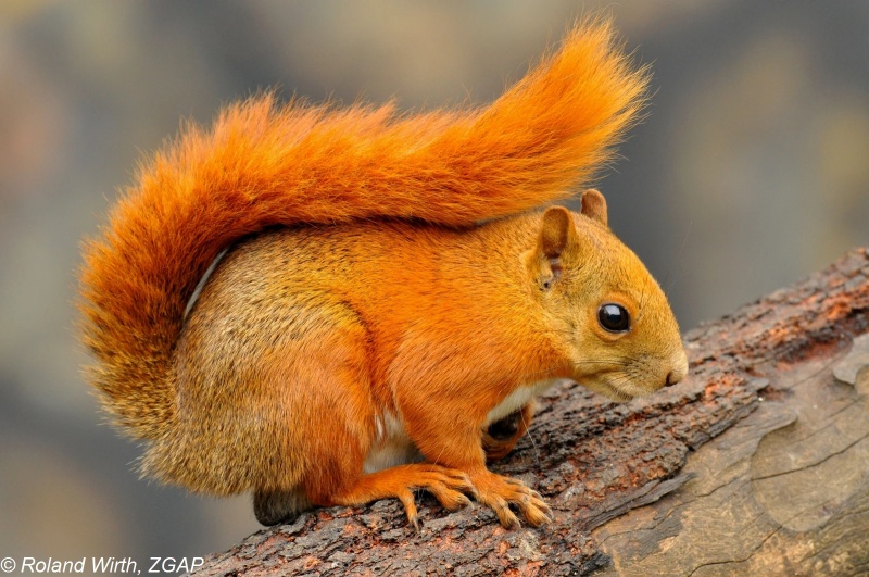 PinkDowlg Tree Squirrel - AI Character on RolePlai