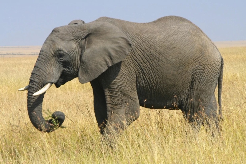 Elephants - AI Character on RolePlai