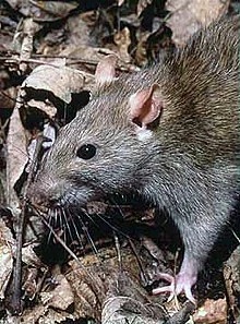 Rat - AI Character on RolePlai