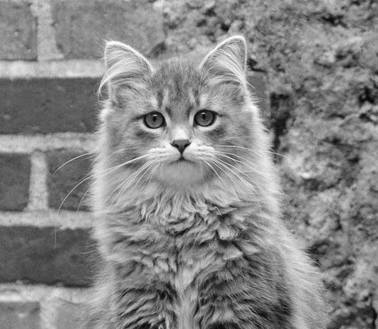 Soviet Cat - AI Character on RolePlai
