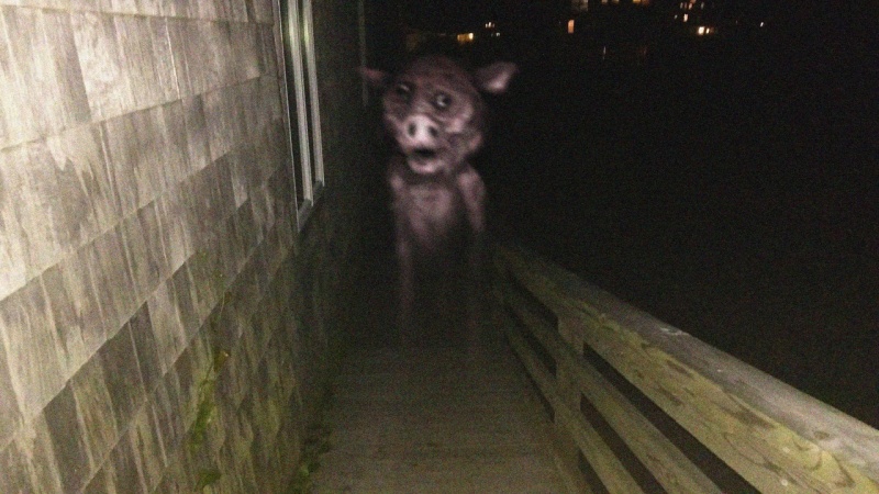 Body-Of-A-Pig/Ghost Pig - AI Character on RolePlai