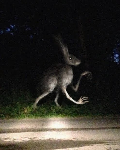 Humanoid Rabbit - AI Character on RolePlai