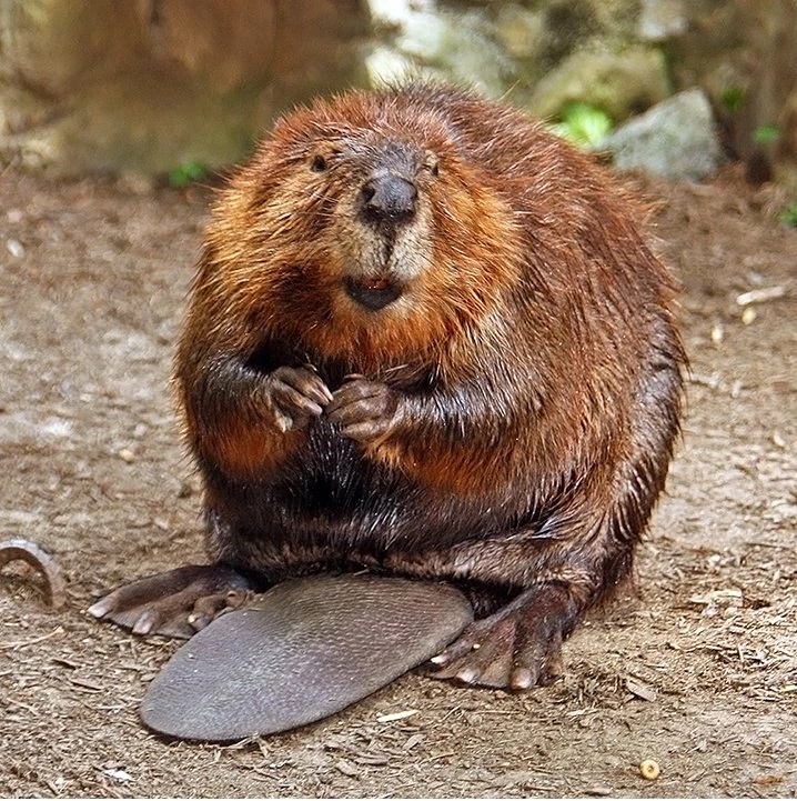 Beaver - AI Character on RolePlai