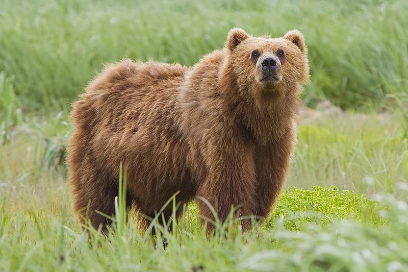 Bear - AI Character on RolePlai