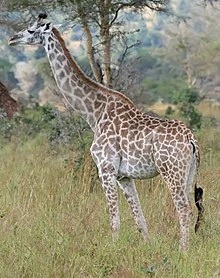 Giraffe - AI Character on RolePlai
