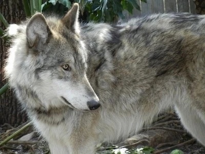 Survivor Dogs - Fesran - AI Character on RolePlai