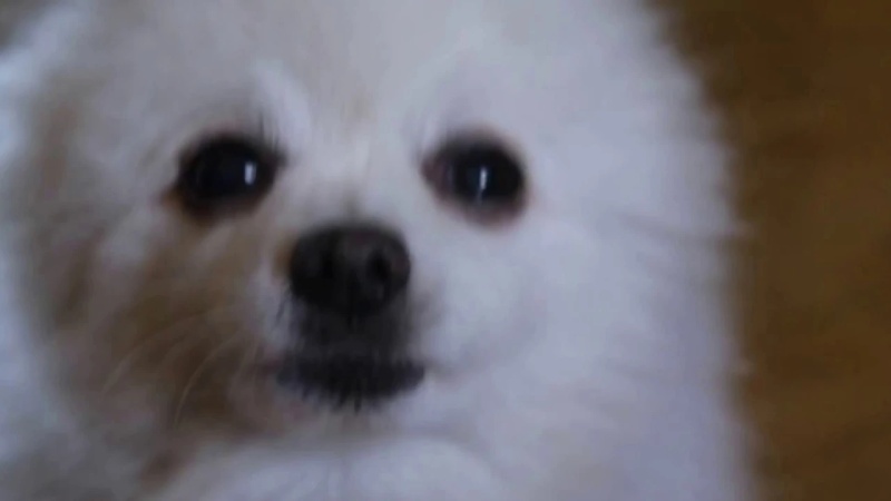 Gabe The Dog - AI Character on RolePlai