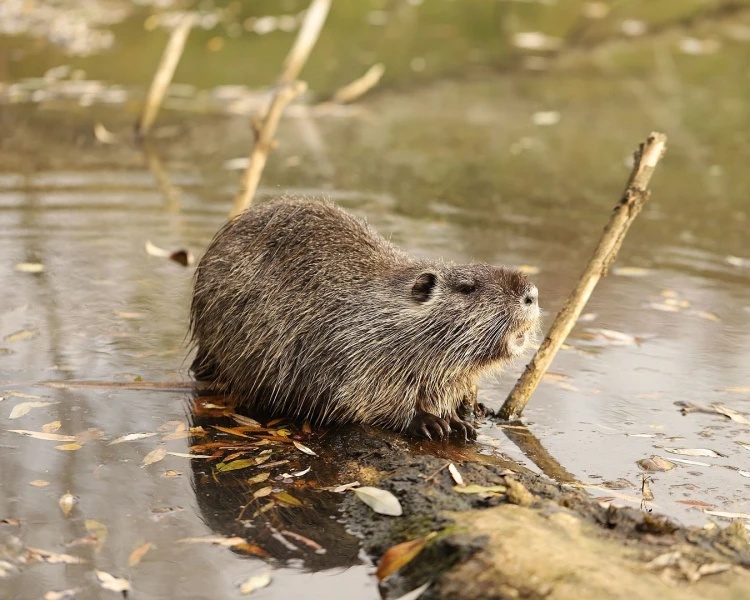 Coypu - AI Character on RolePlai