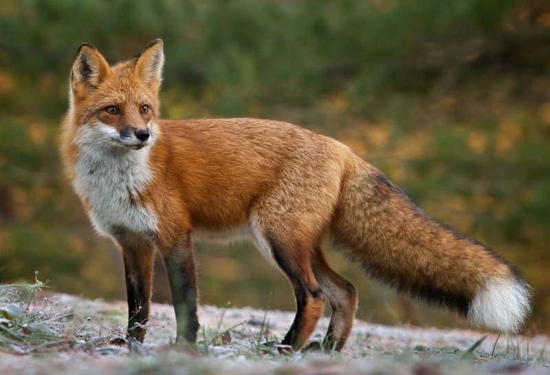 Judy the Fox - AI Character on RolePlai