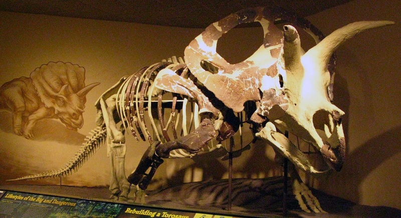 Torosaurus - AI Character on RolePlai