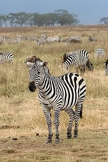 Zebra - AI Character on RolePlai