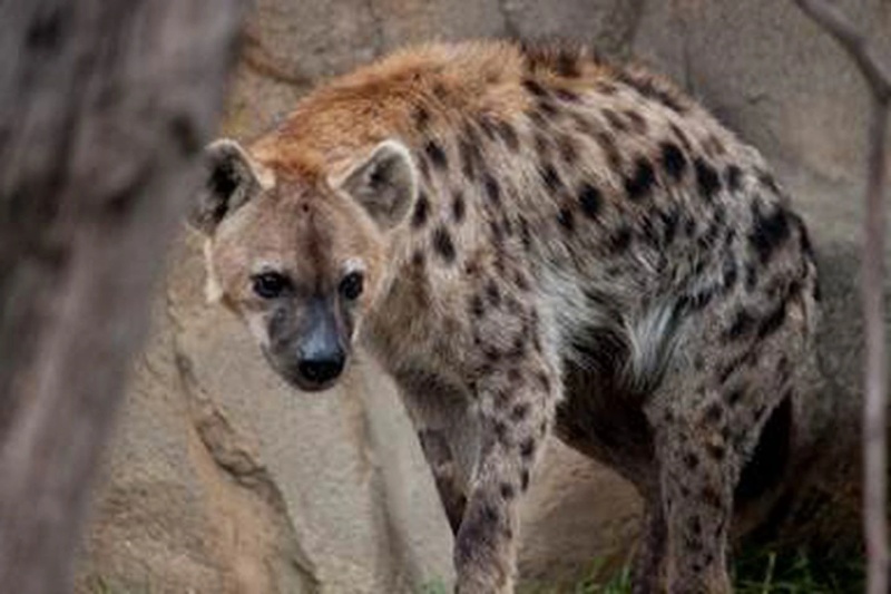 Spotted Hyena - AI Character on RolePlai