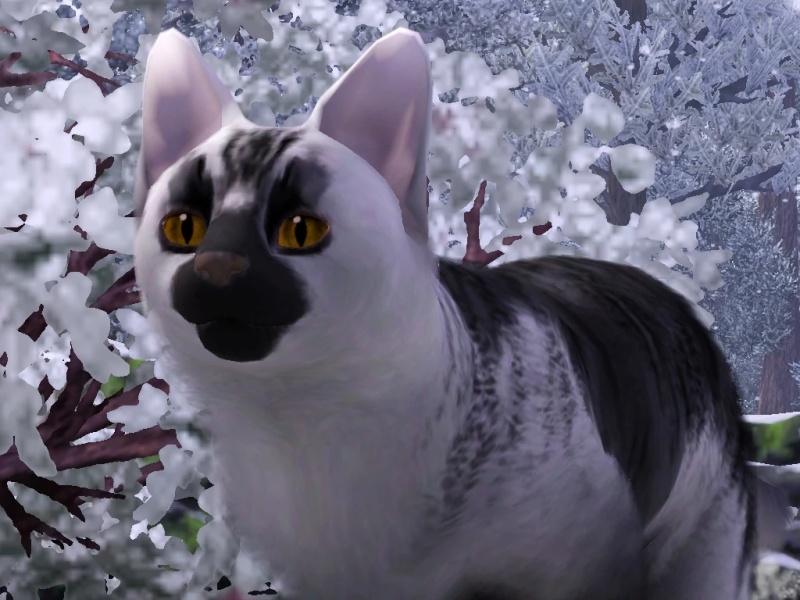 Winterpaw - AI Character on RolePlai