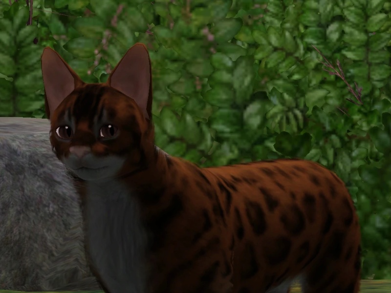 Maplepelt - AI Character on RolePlai