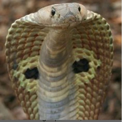 Matthew Slithers - AI Character on RolePlai