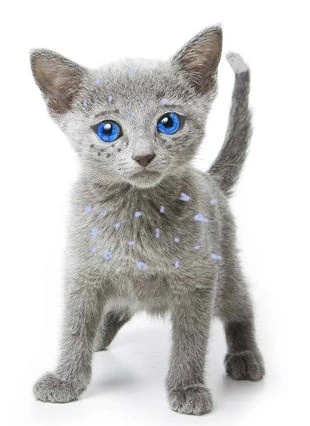 Bluepaw - AI Character on RolePlai