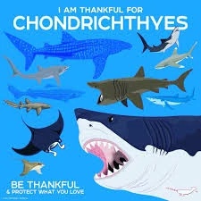 Chondrichthyes - AI Character on RolePlai