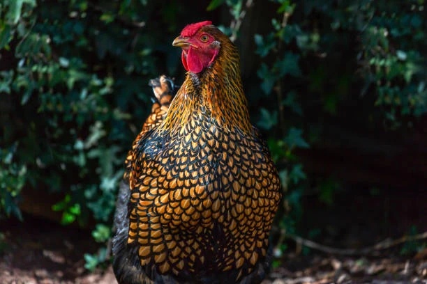 Aurelia Cluckus - AI Character on RolePlai