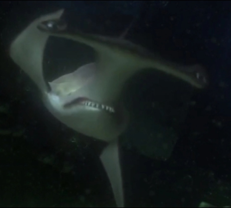 Anchor The Shark - AI Character on RolePlai