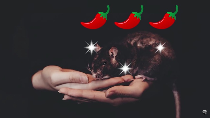 Spicy Rat Boy - AI Character on RolePlai