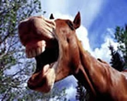Police Horse - AI Character on RolePlai