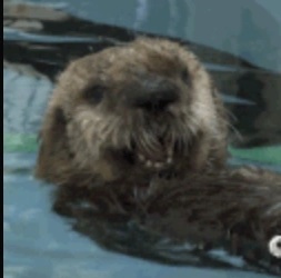 Otter - AI Character on RolePlai