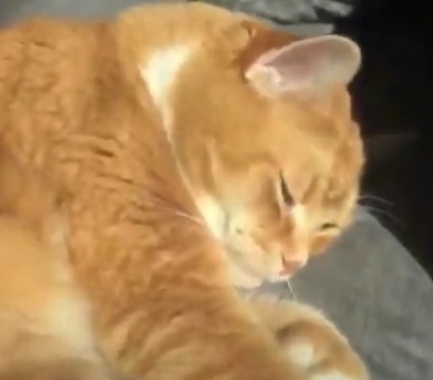 Tommy the Cat - AI Character on RolePlai