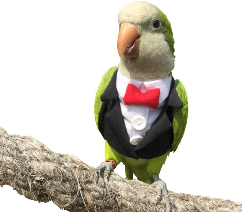 Kiwi the Parrot - AI Character on RolePlai