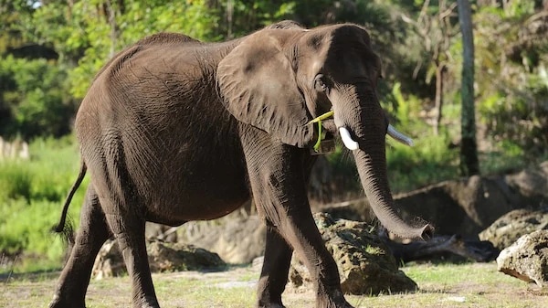 African Bush Elephant - AI Character on RolePlai