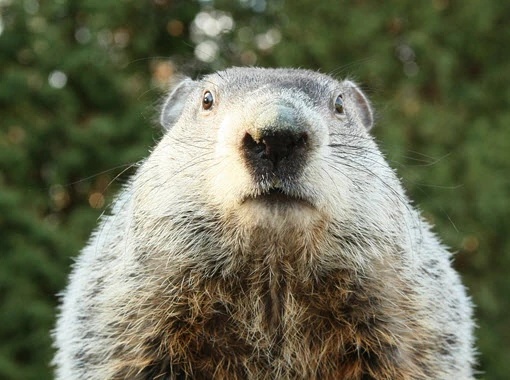 Field Marshal Punxsutawney Phil - AI Character on RolePlai
