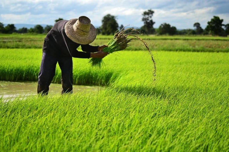 Lonely Rice Farmer Matt Jo - AI Character on RolePlai