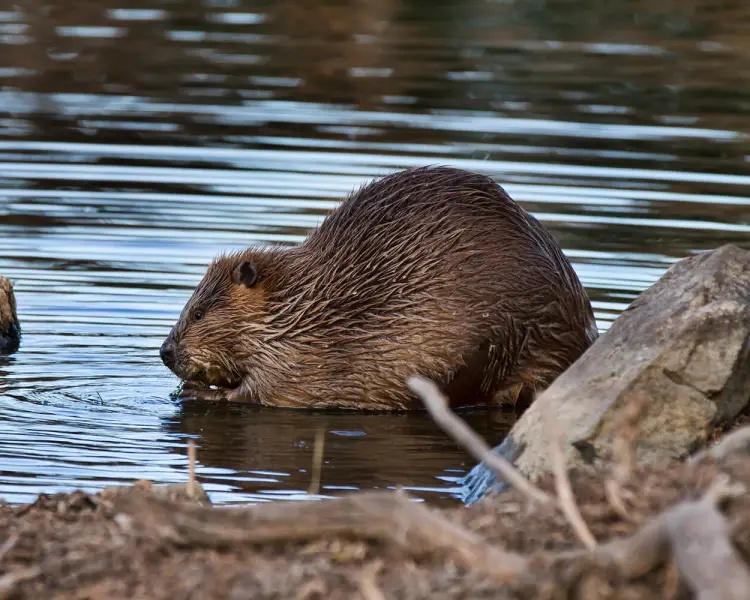 American Beaver - AI Character on RolePlai