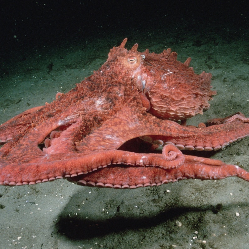 Giant Pacific Octopus - AI Character on RolePlai