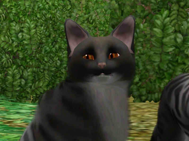 Ravenpaw - AI Character on RolePlai
