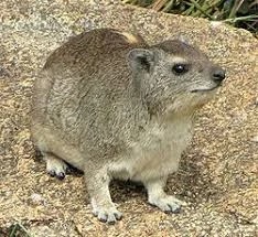 Hyrax - AI Character on RolePlai